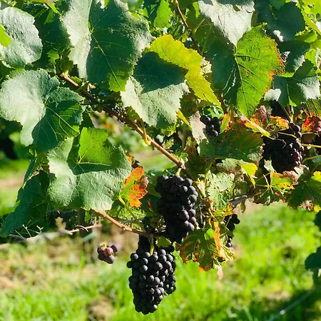 Seensation Apartman Uhldingen-Mühlhofen