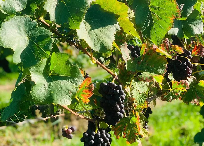 Seensation アパート ウールディンゲン・ミュールホーフェン